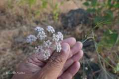 Trachyspermum roxburghianum